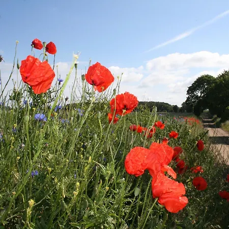 In Dargun Mit Schwimmbad Lägenhet *