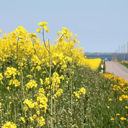 Lägenhet In Dargun Mit Schwimmbad *